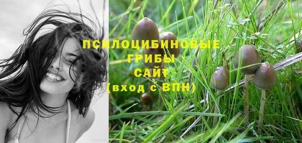 шишки Медвежьегорск