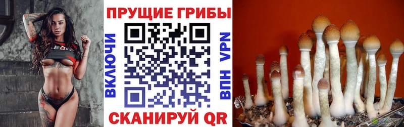 Псилоцибиновые грибы Psilocybine cubensis  купить наркотики цена  blacksprut ссылка  Дно 